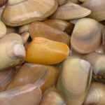 Regolamento Mediterraneo: duro colpo al Made in Italy, 5 milioni di danni l'anno per pesca e ristorazione