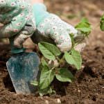 Roma: Artisti ed Ortisti uniti nella mostra "Acqua Sole Terra"