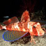 Addio pesce al mercurio: ci penserà il nano-velcro