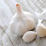 Coldiretti: definitivo il marchio D.O.P. per l'aglio di Voghiera