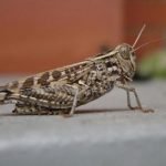 Veneto: Sciami di cavallette nei Colli Euganei