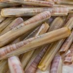 Lazio: Incontro di settore per fare il punto sul Regolamento Mediterraneo