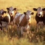 Europe beefs up support to global food security