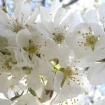 Fiori: produzione "made in Italy" in picchiata, imprese in grave crisi