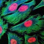 Le cellule delle donne più resistenti di quelle maschili