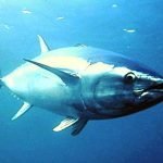 Tonno Rosso di Favignana...rosso di vergogna, taroccato!