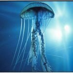 Mediterraneo, le meduse in continuo aumento