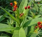 L'Asclepia curassavica Linn combatte il cancro al colon