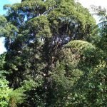 La laurelia combatte le infezioni dei polmoni