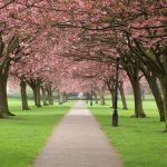 Voci di Piante: quando la linfa pulsante delle piante dalle radici raggiunge le foglie, e diventa musica