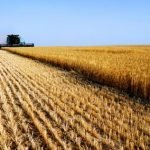 Coldiretti: "La produzione mondiale di grano in calo del 5%"