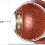 Le cellule staminali ridanno la vista