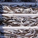 Gravidanza: poco pesce, più ansia per la madre