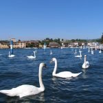 Il Lago d'Iseo, "L'Oro in Bocca", l'Olio Extravergine DOP ... e la "Sarneghera"