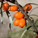 L'olio di olivello spinoso tutela la salute degli occhi