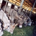 L'allevamento per un mondo sostenibile