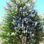 Il Tea Tree per curare il melanoma