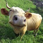 Agricoltura, zootecnia ed impatto ambientale