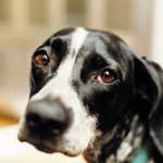 E' nel randagismo il futuro dei veterinari?