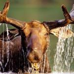 Norvegia, anche l'alce va al supermercato