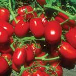 Pomodoro, Cia: "Indispensabile operare per la stabilità della filiera nel Mezzogiorno"