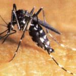 Zanzare OGM per prevenire la malaria