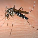 L'odore dei predatori tiene lontano le zanzare tigri