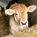 Manovra: Coldiretti, vitello "giusto" in piazza per quote latte