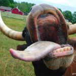 Mucca pazza: Coldiretti, caso è eredità passato, carne sicura