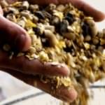 Mangimi alla diossina. Quattro volte in 10 anni: due in Germania, una in Belgio e una in Irlanda