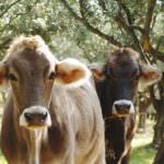 Il rapporto LAV: "La carne è la terza fonte di CO2". Assocarni: "Sintesi dei peggiori luoghi comuni"