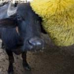 Cow wash. In Gran Bretagna apre il primo autolavaggio per mucche