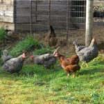 Se le galline sono libere, le uova sono più nutrienti