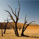 Namibia prevented spread of Rift Valley Fever, saved lives