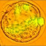 USA. Via libera ai test sull'uomo con le cellule staminali embrionali