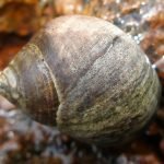 La bava delle lumache di mare per creare un farmaco contro il dolore