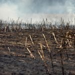 Incendi in Russia: Il prezzo del grano vola alle stelle