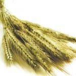 Confagricoltura:"A breve il frumento tenero potrebbe costare più del grano duro"