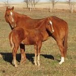 Dalla prateria alla padella. Gli USA riaprono alla macellazione del cavallo