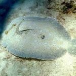 Allarme Greenpeace: "Sogliole tossiche nel Santuario dei Cetacei"