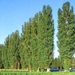 Cina: I pioppi salvano i campi prima devastati dalle inondazioni e dalle tempeste di sabbia