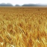 Russia: Vietate le esportazioni di grano fino al 31 dicembre