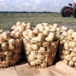 Coldiretti: "Bene l'accordo interprofessionale per le patate da industria"