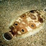 "Non c'è alcun allarme relativo a sogliole tossiche nel Santuario dei Cetacei"