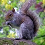 Gran Bretagna, gli scoiattoli vanno in tavola