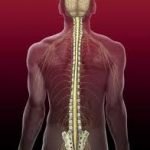 Rigenerato il midollo spinale manipolando un gene