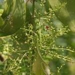 La Salvadora Persica migliora l'igiene orale