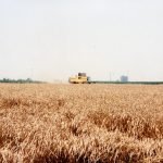 Il prezzo del grano aumenta anche in Cina