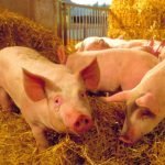 Vertice di Coldiretti con la Regione per salvare gli allevamenti dei suini in Lombardia