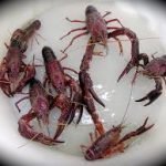 Il mistero dei gamberi killer della Louisiana nel lago di Varese